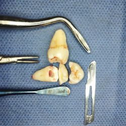 Biology Medical Dent