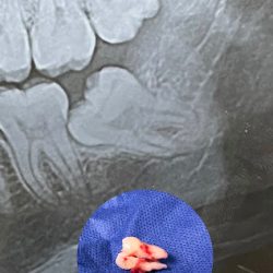 Cirujano Dentista Alba López Cortez