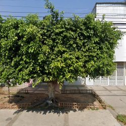 Consultorío Dental Sonrisas Sanas