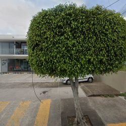 Dental -es