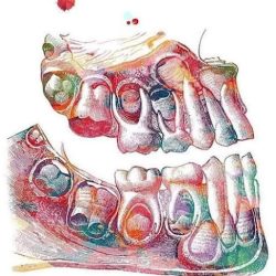 Dentare Orthodontics