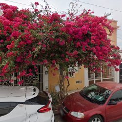 Dentista En Mazatlán