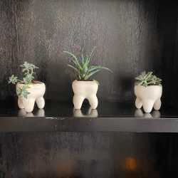 Dentista Ld Dental