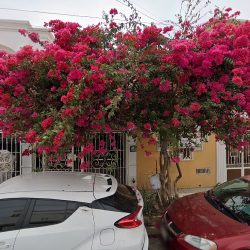 Dentista Miriam Rodríguez Ortodoncia