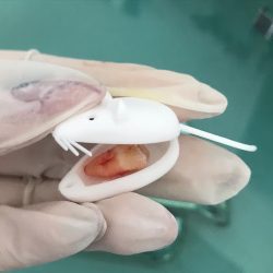 Dentista - Odontologia Integral