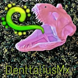 Denttaliusmx
