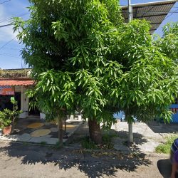 Negocio Doctora Diana Elizabeth Zarco Ramírez