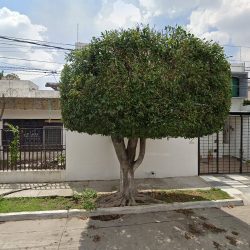 Dra. Alicia Valdés Santoyo, Dentista - Odontólogo