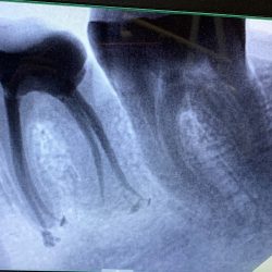 Fivar Dental