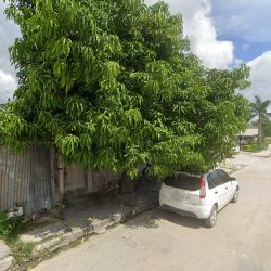 Mayadent
