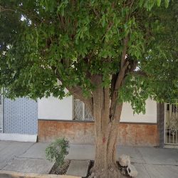 Ortodoncia, Dra. Alexandra Elizalde
