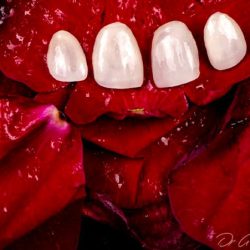 The Tooth Inc