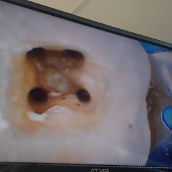 Tus Dentistas
