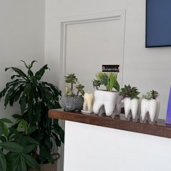 Vite Dental Tijuana