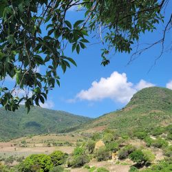 Zapote De Cestau